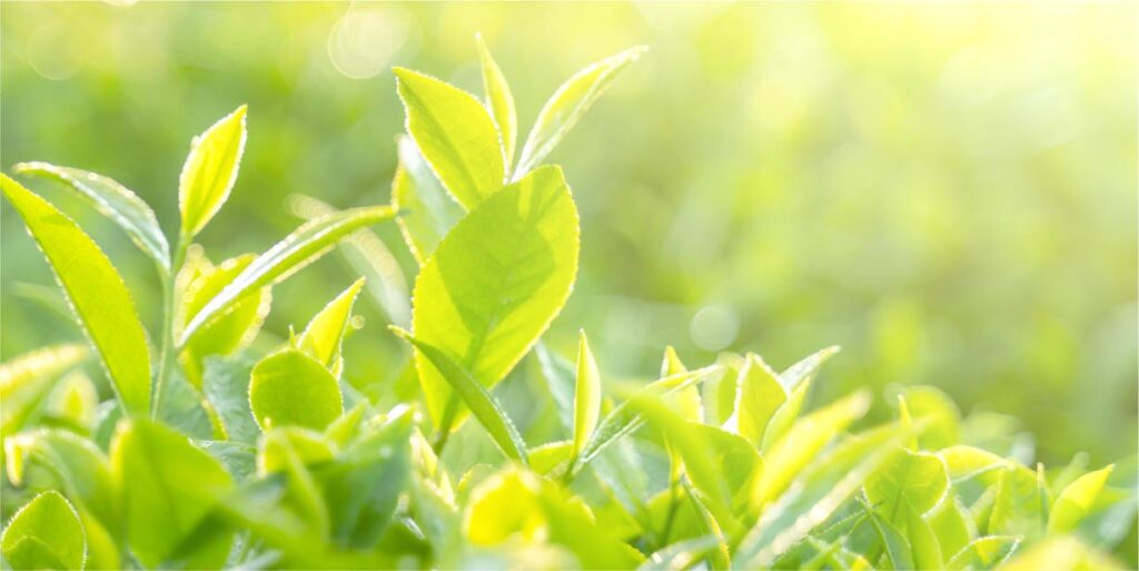 お茶の時間をもっと楽しく! 知っているようで知らない、日本茶のこと