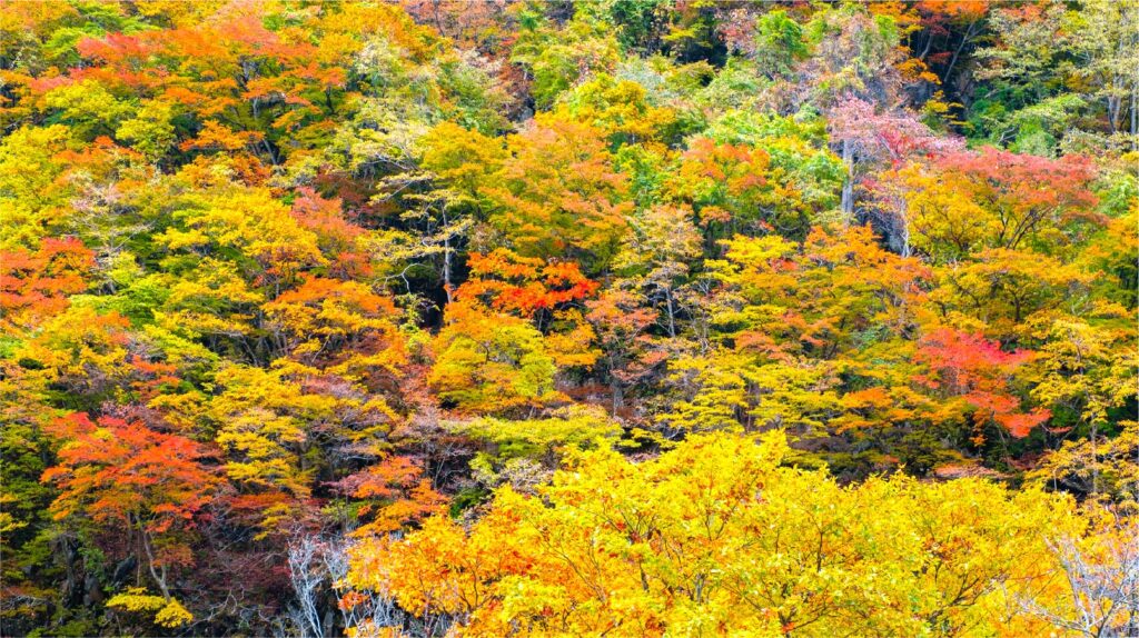 心温まる秋景色に出会いに！紅葉狩り×〇〇〇で、秋をより一層楽しもう！