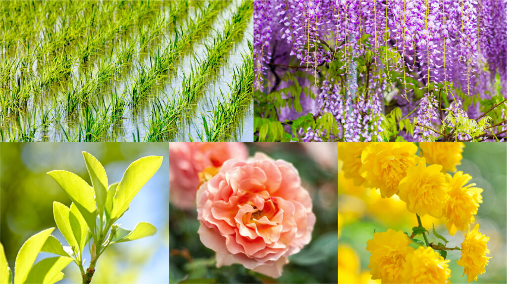 日本人の繊細な色彩感覚が宿る!“伝統色”を暮らしに取り入れよう