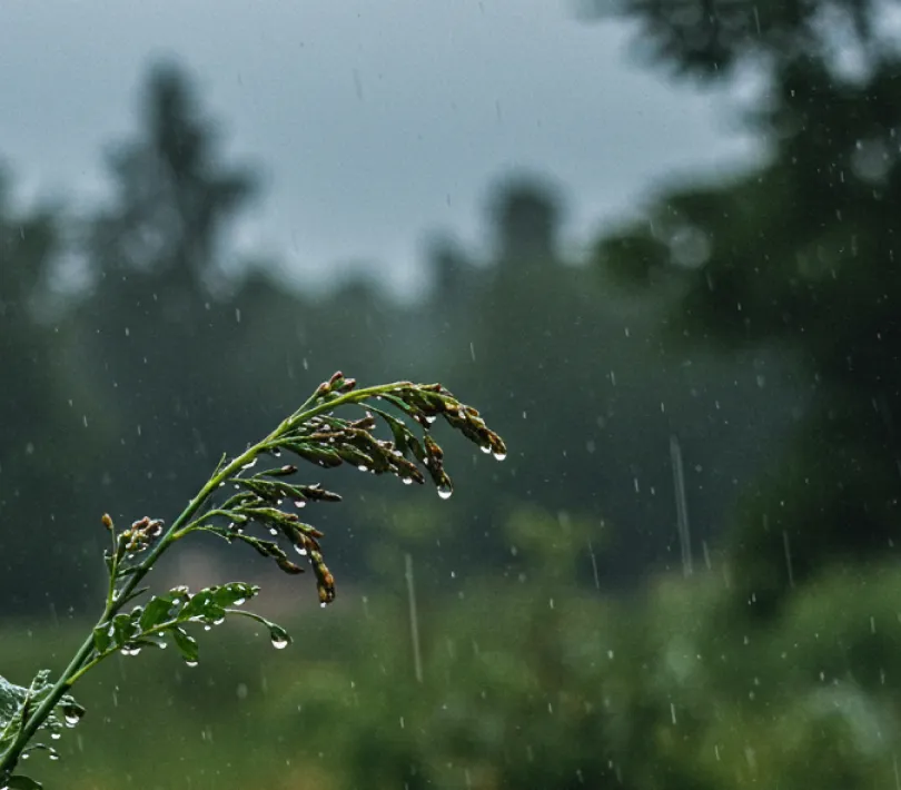 涙雨