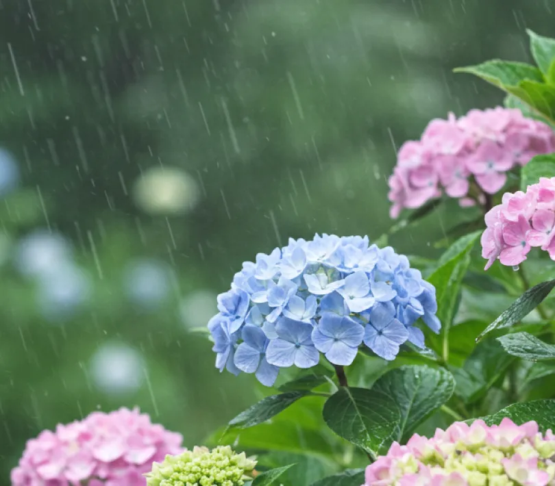 涼雨