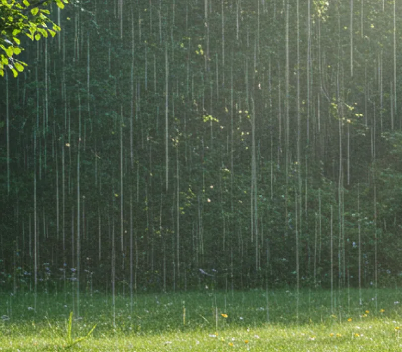 糸雨